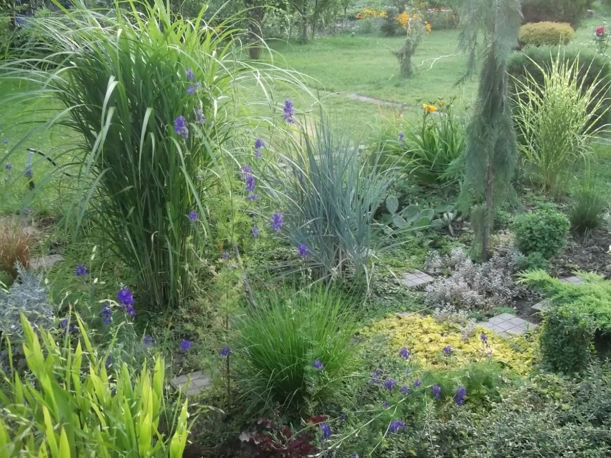 Осока Буханана в ландшафтном дизайне