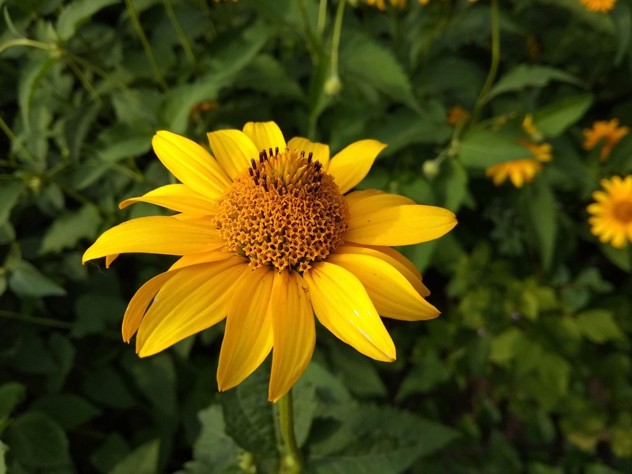 Гелиопсис шероховатый летнее солнце