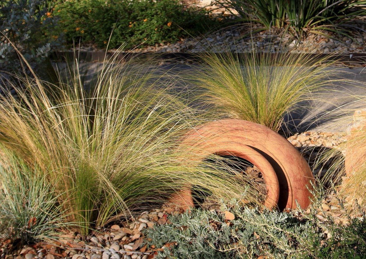 Злаки ковыль Осока