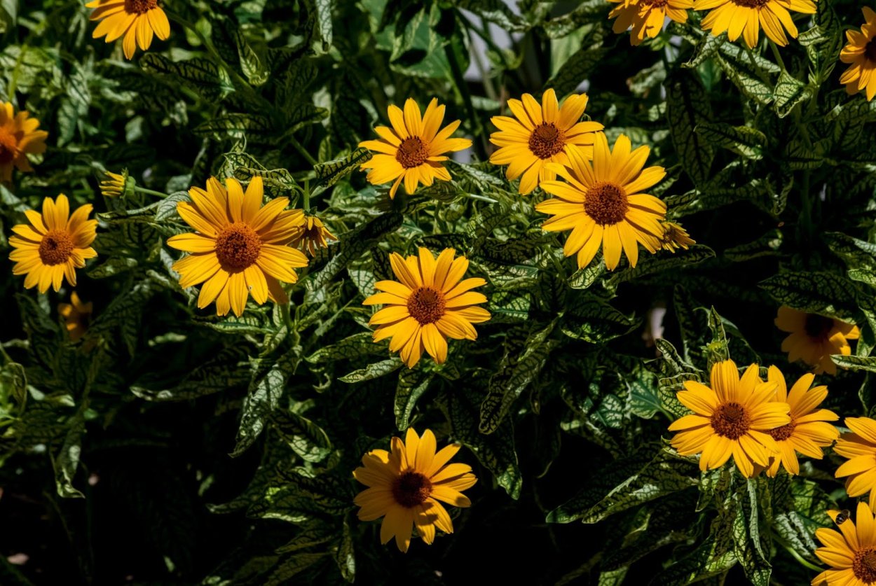 Гелиопсис "Sommersonne"