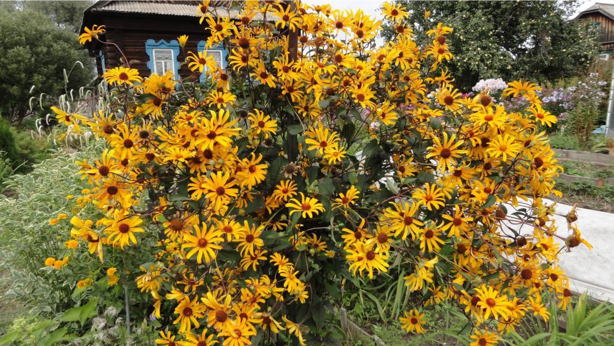 Гелиопсис многолетний подсолнечниковый