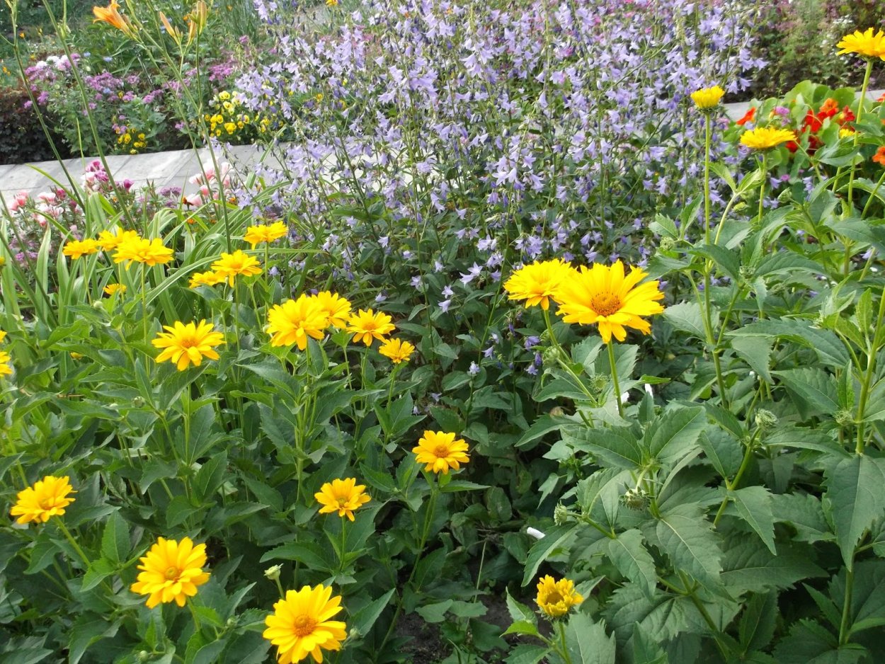 Гелиопсис многолетний Асахи