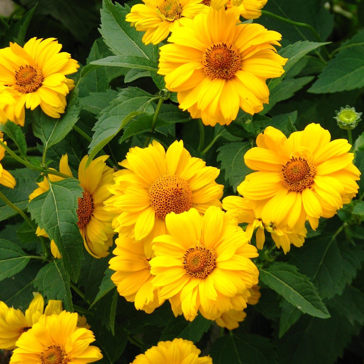 Гелиопсис шероховатый Вариегата