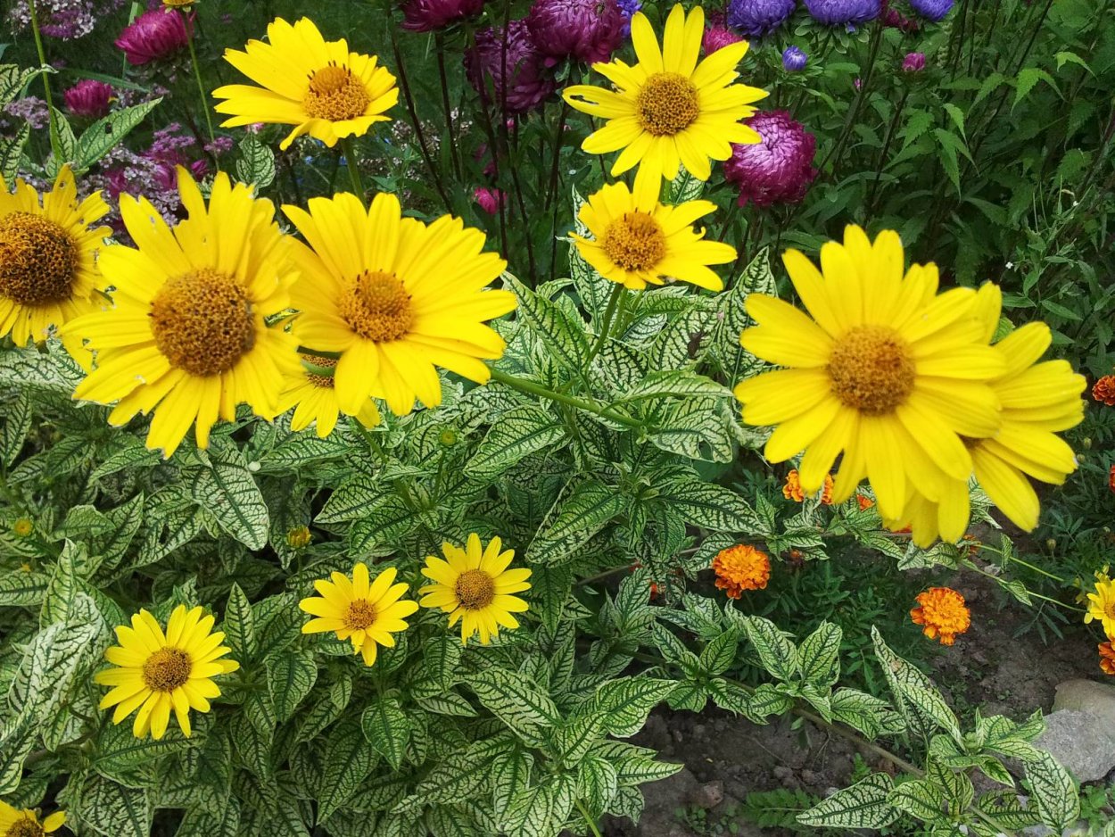 Гелиопсис Prairie Sunset