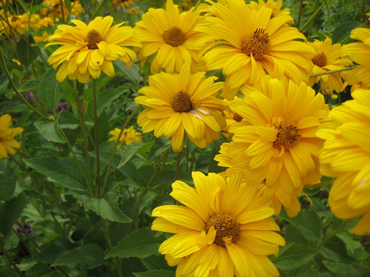 Гелиопсис (солнечник) Лорейн Саншайн