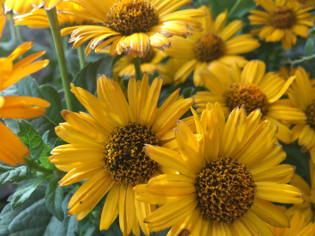 Гелиопсис оранжевый