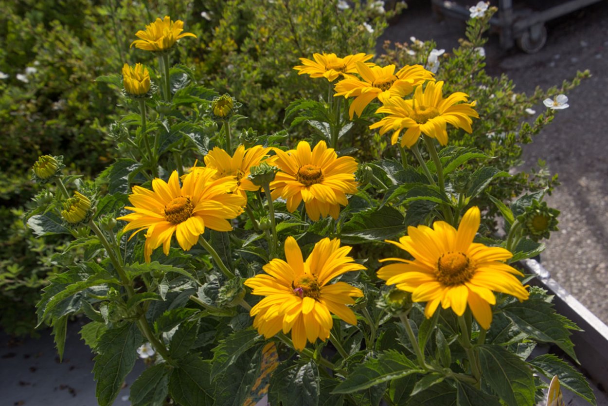 Желтая Ромашка гелиопсис