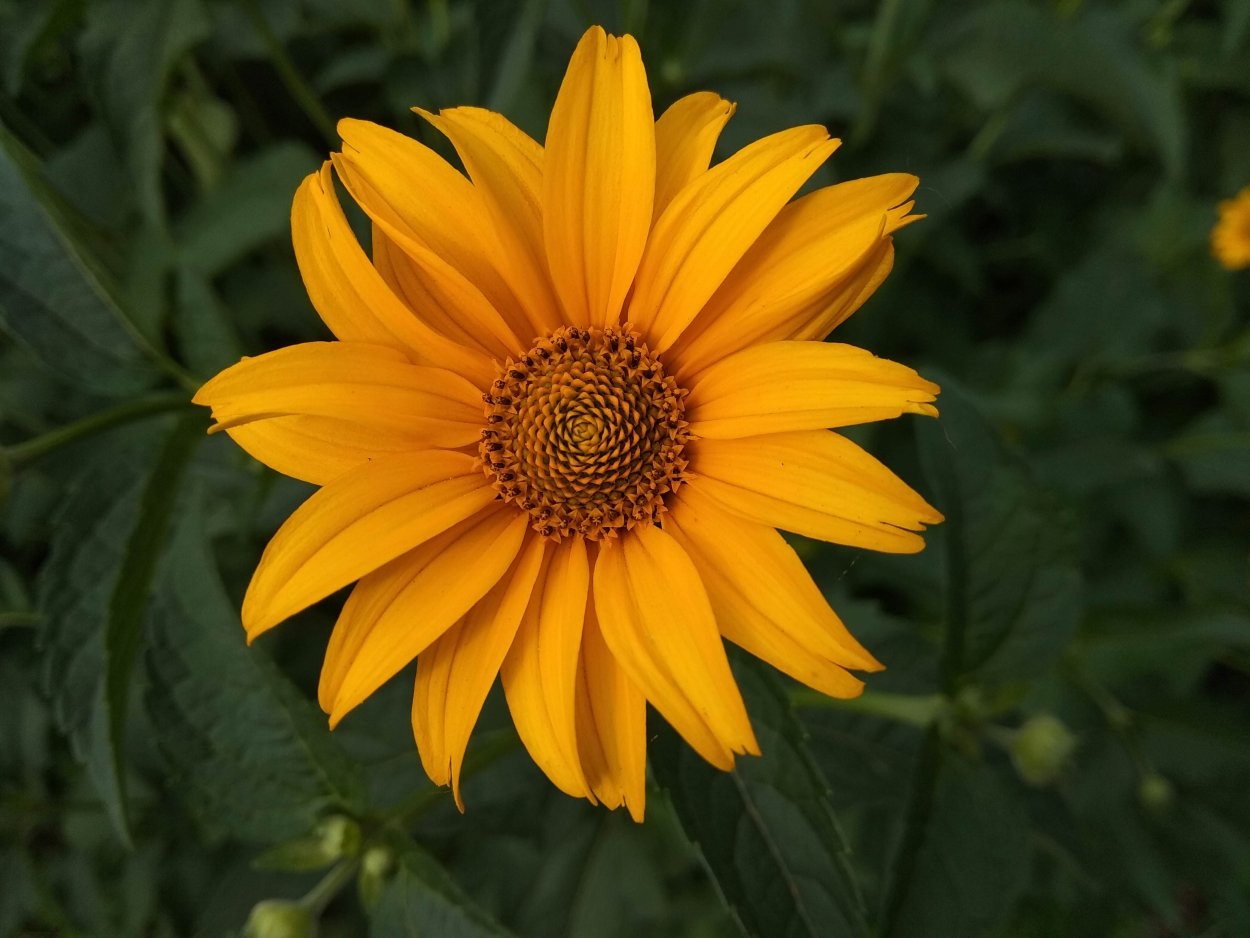 Гелиопсис саммер Сан