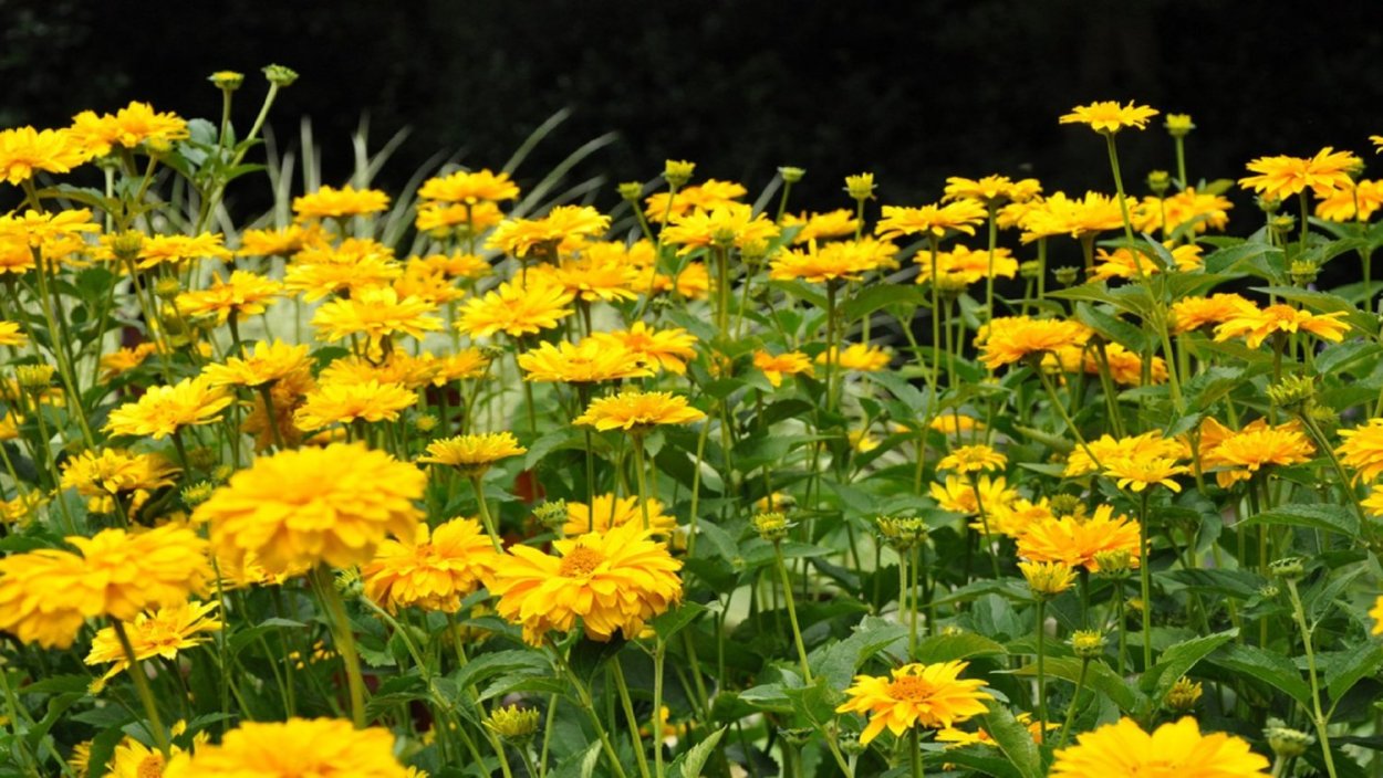 Гелиопсис дороникум