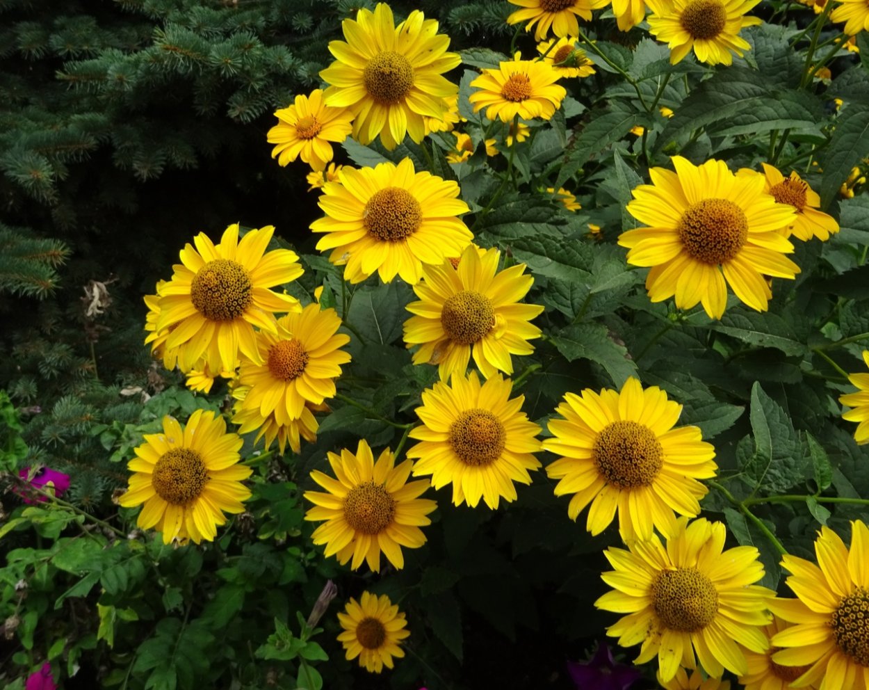 Гелиопсис Лорейн Саншайн