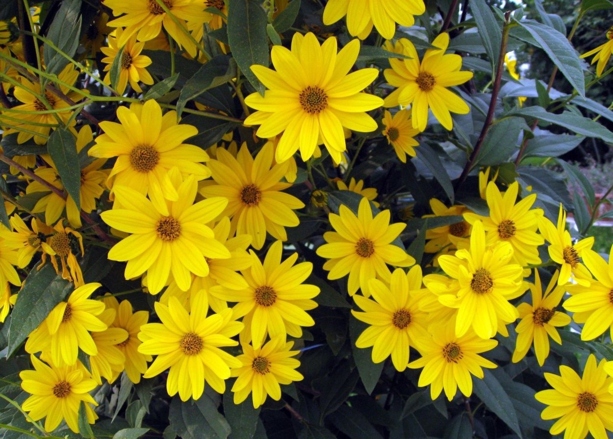 Гелиопсис саммер Грин