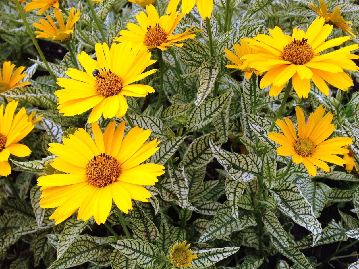 Гелиопсис подсолнечниковидный