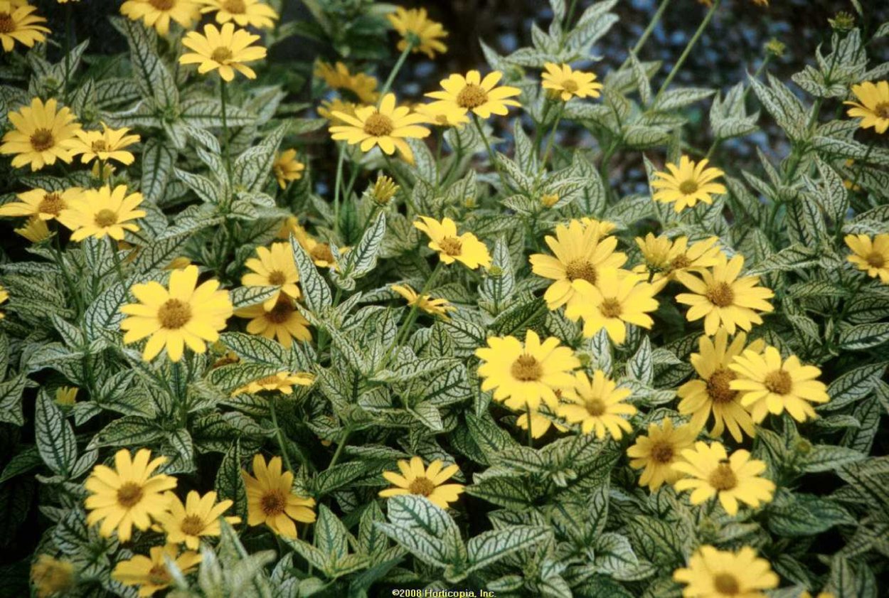 Желтая Ромашка летне осенняя