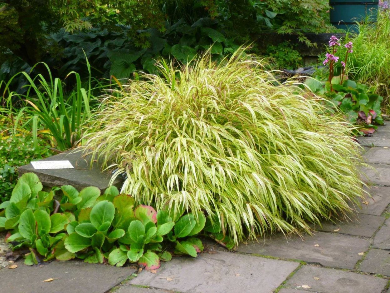 Хаконехлоа Наоми