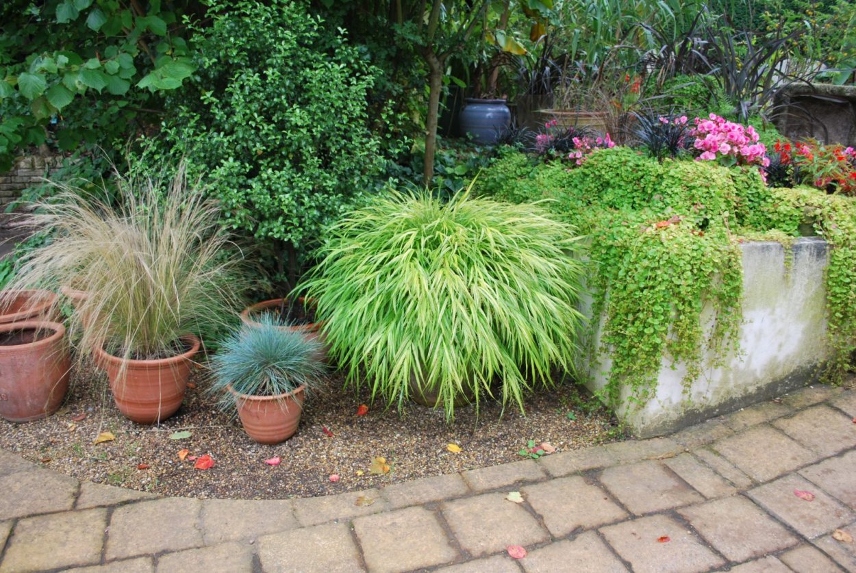 Хаконехлоя в ландшафтном