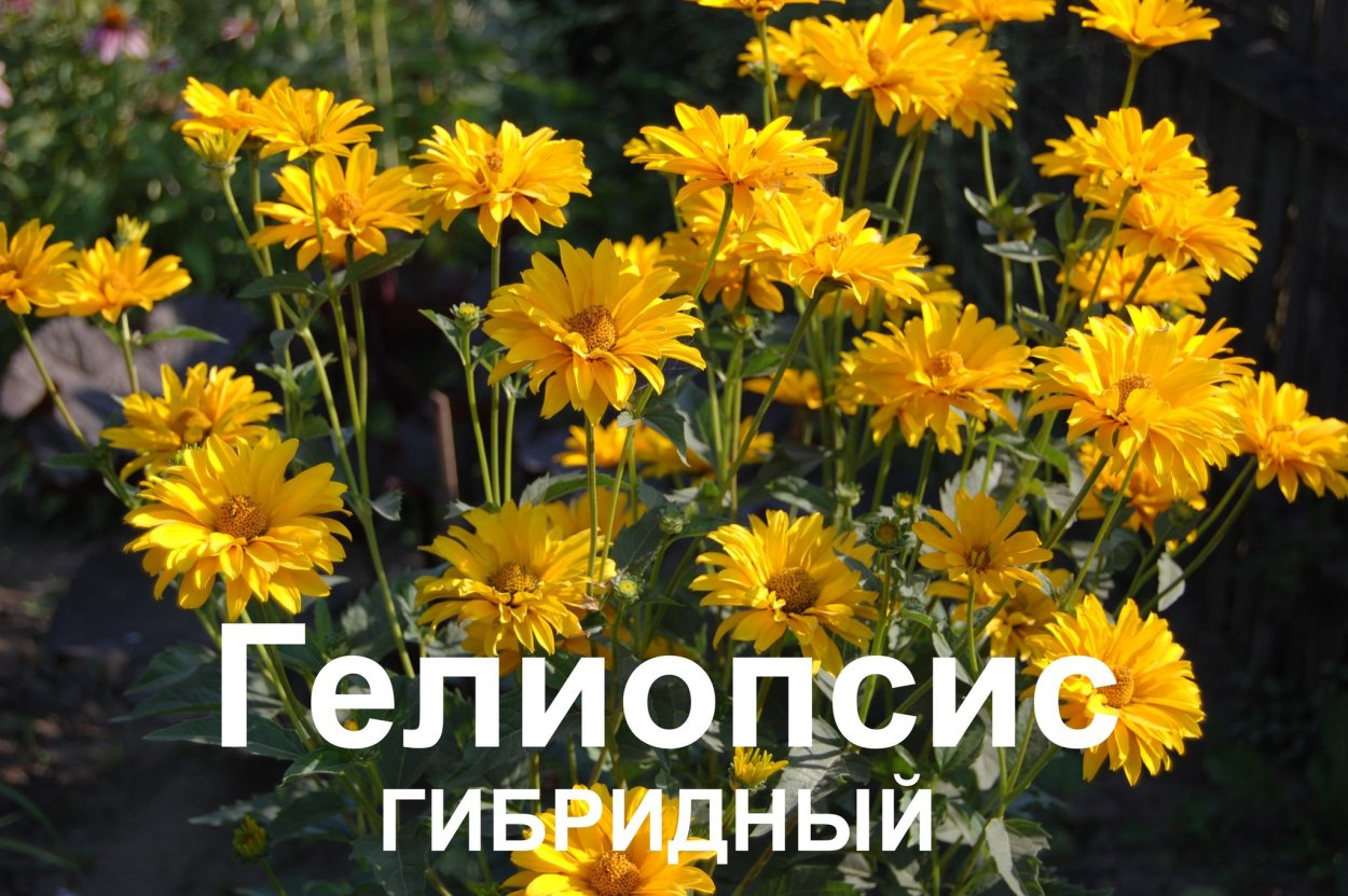 Гелиопсис подсолнечниковидный Heliopsis helianthoides