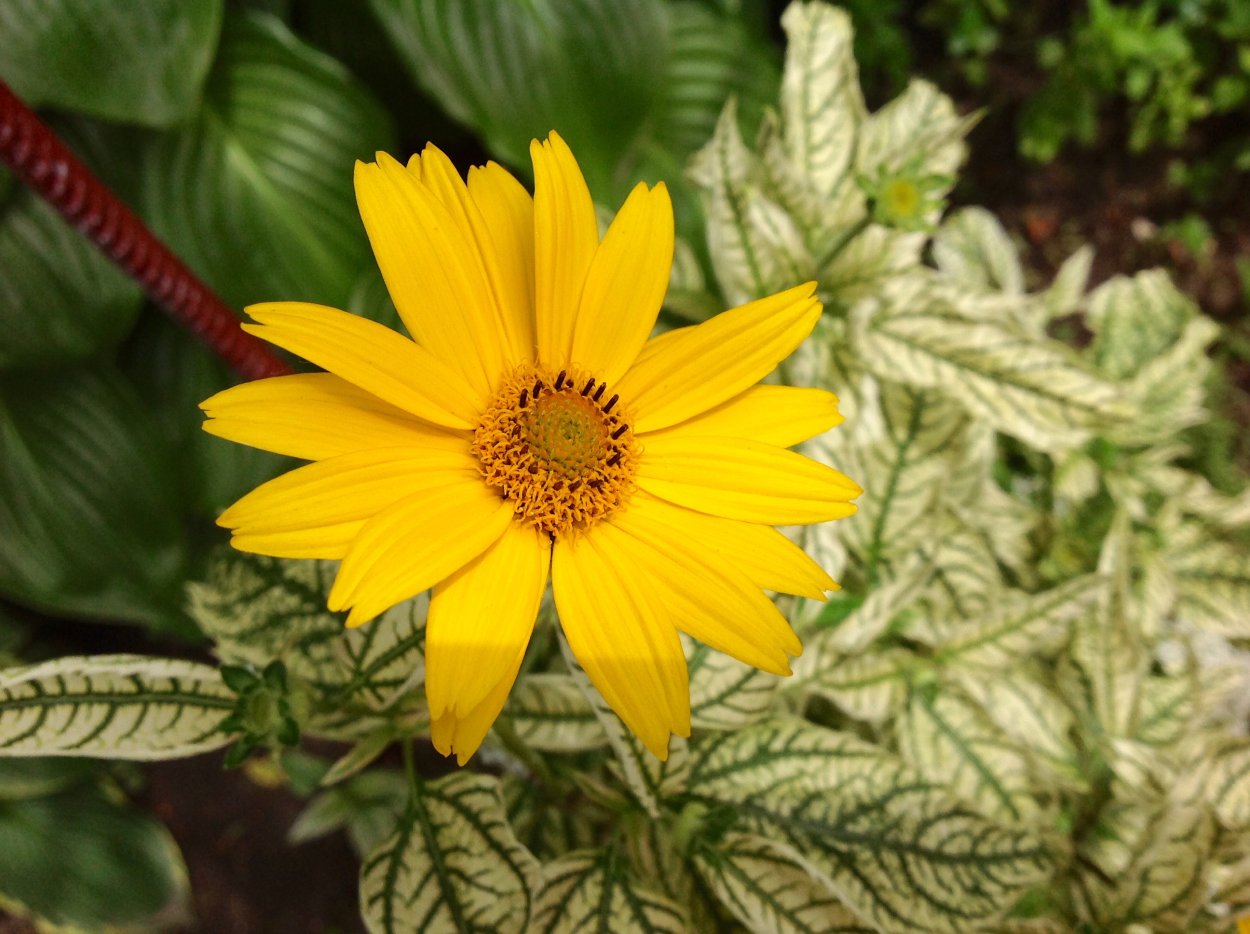 Гелиопсис подсолнечниковидный Венус