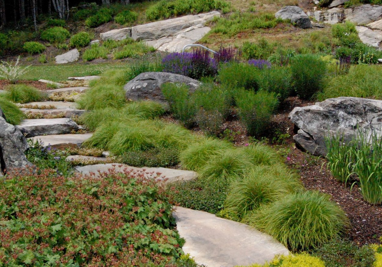 Осока Морроу в рокарии