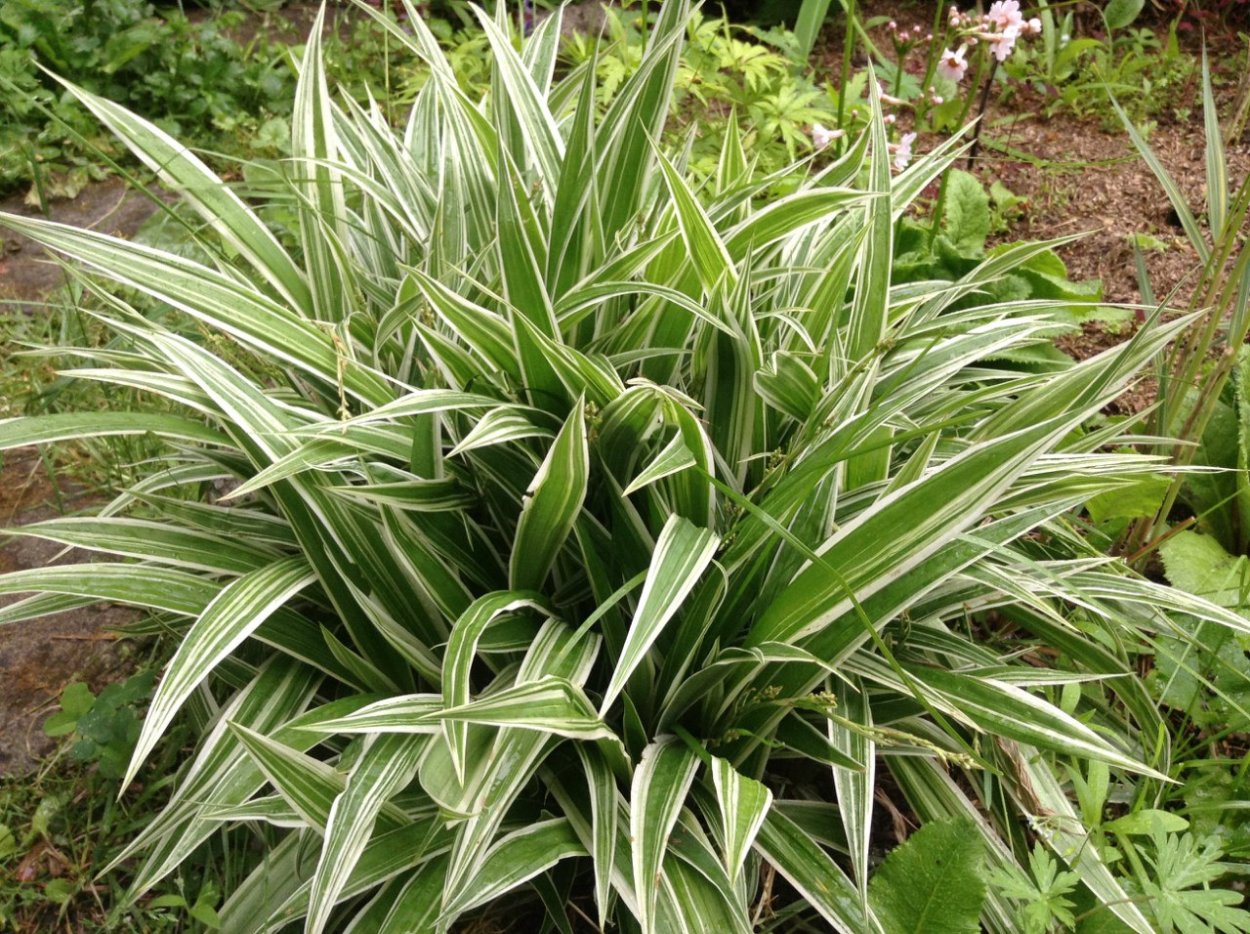 Осока ржавопятнистая Вариегата