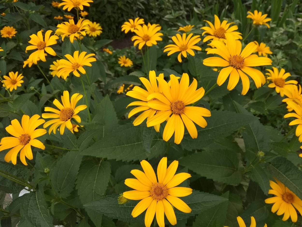 Солнечник шероховатый