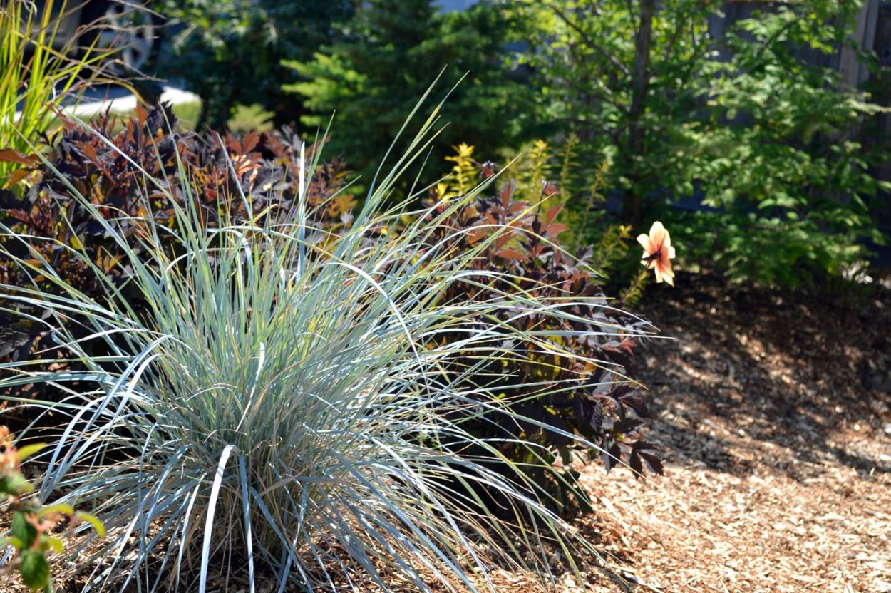 Колосняк песчаный Элимус голубой