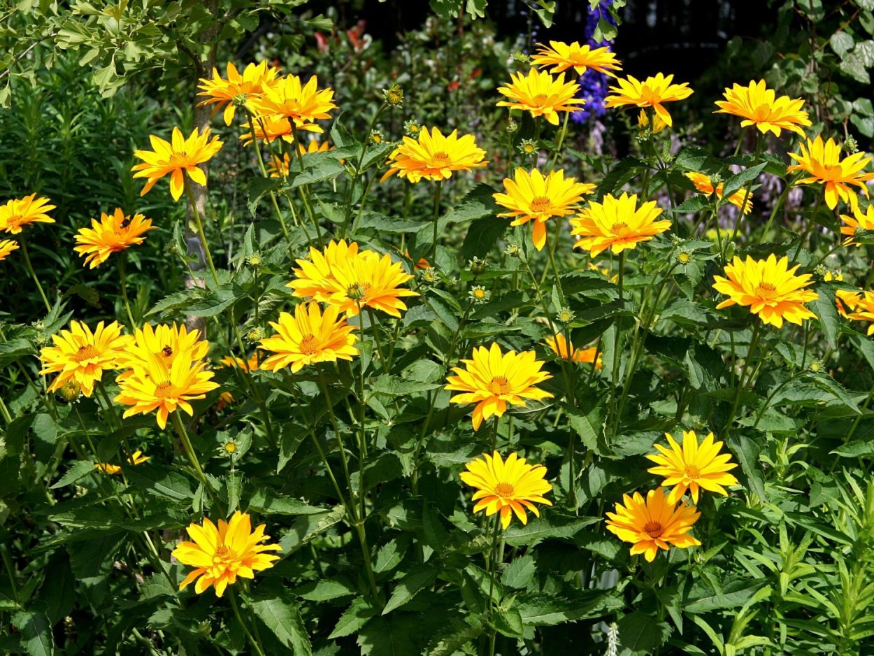 Гелиопсис Лорейн Саншайн