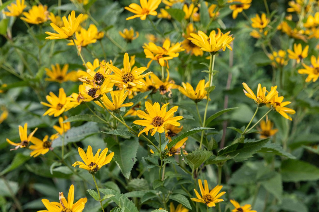Гелиопсис подсолнечниковидный