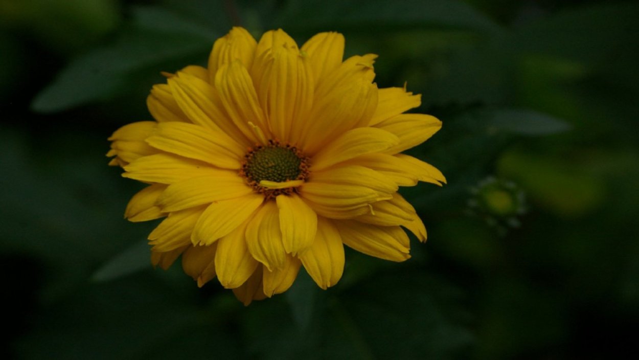 Гелиопсис желтый многолетний