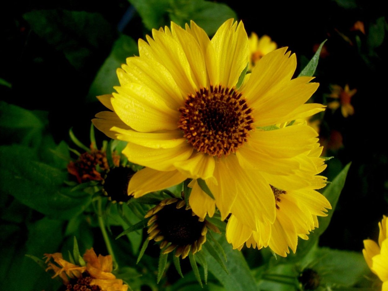 Гелиопсис саммер Сан