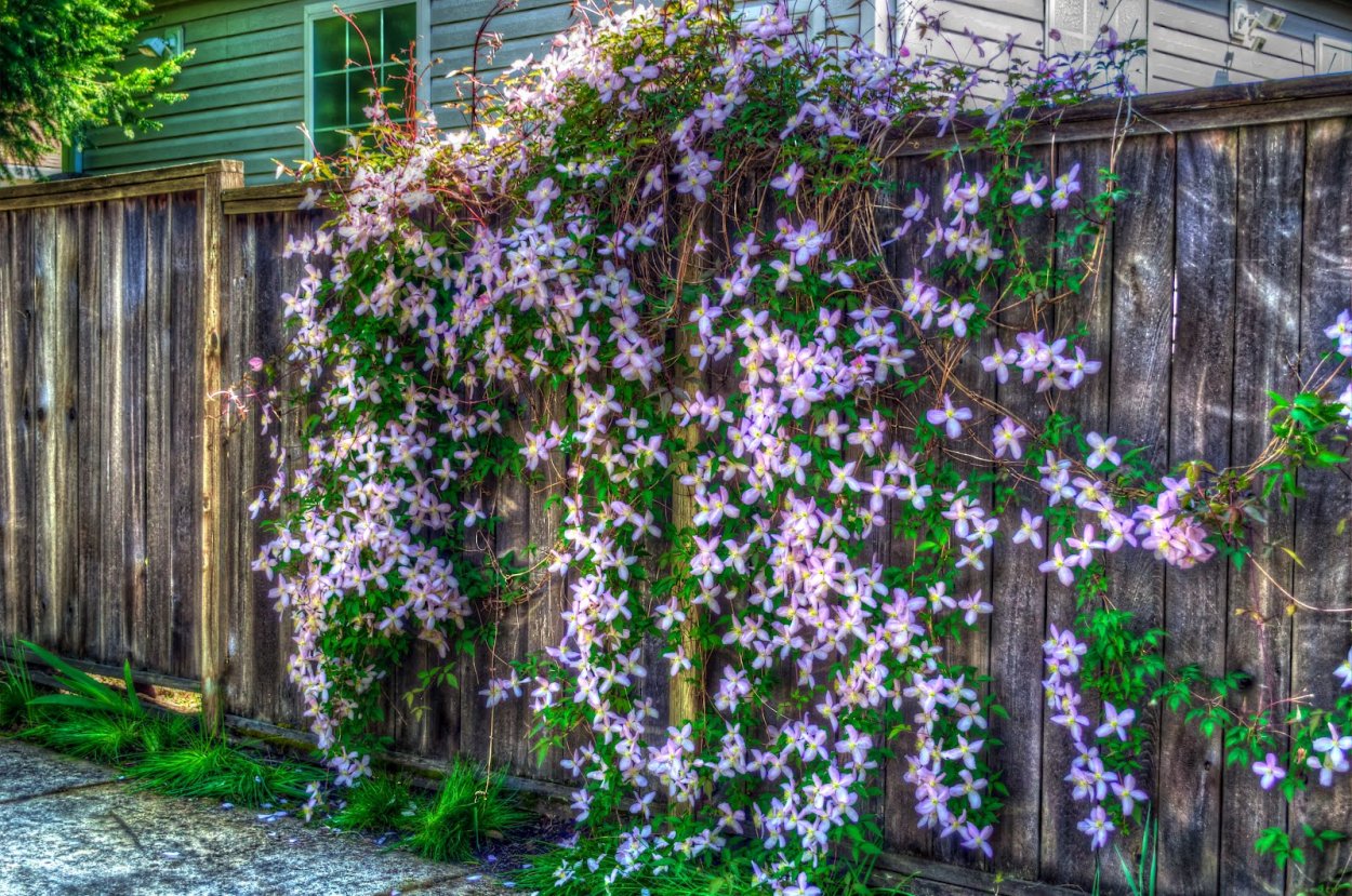 Клематис с плетистой розой