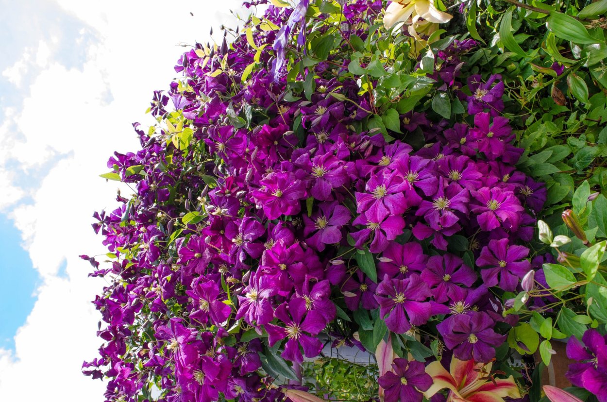 Перголы увитые клематисом