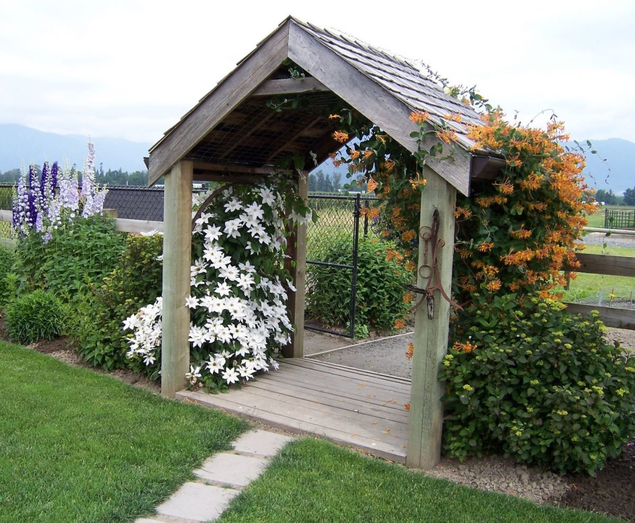 Клематис на перголе