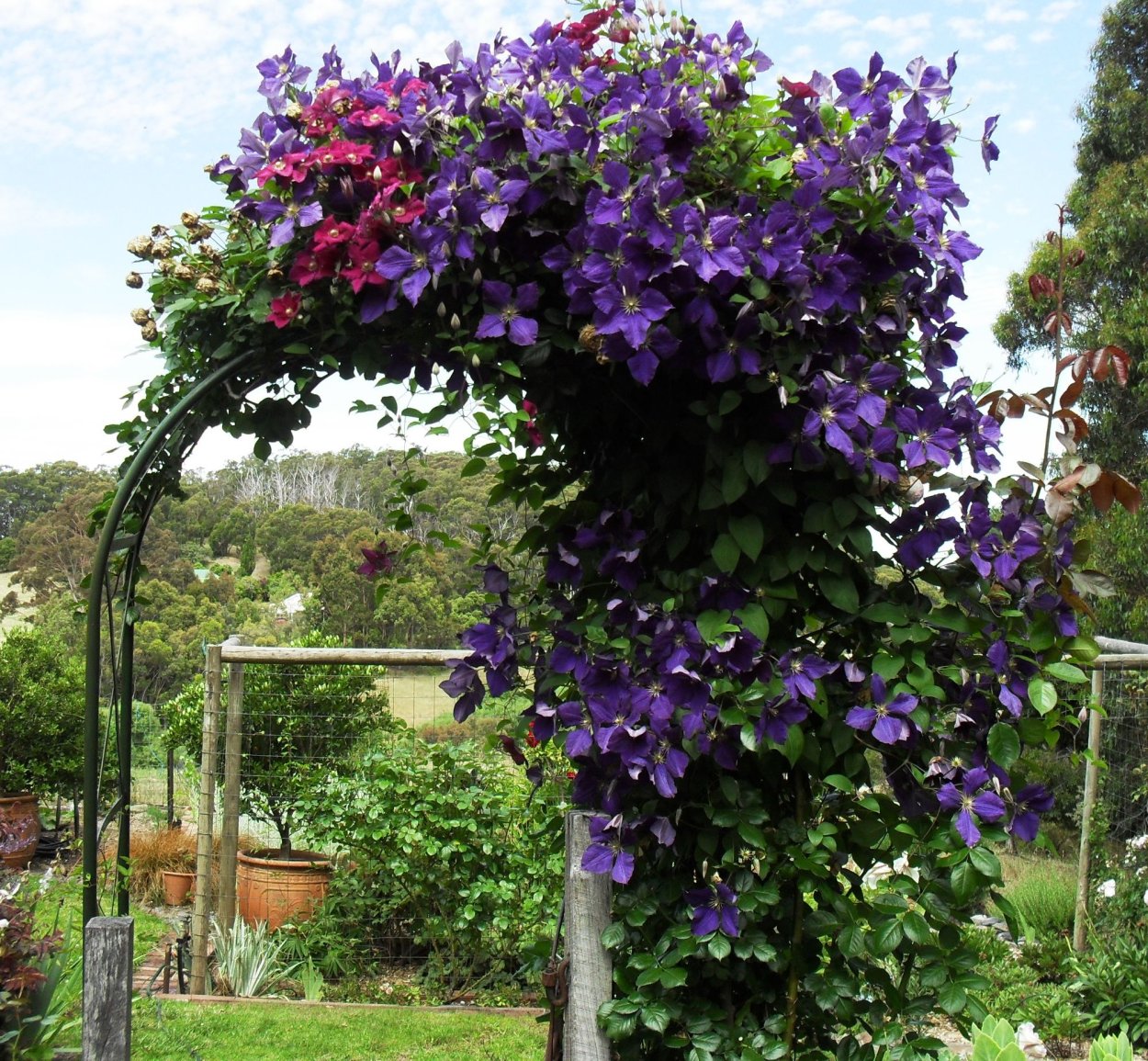 Клематис штамбовый