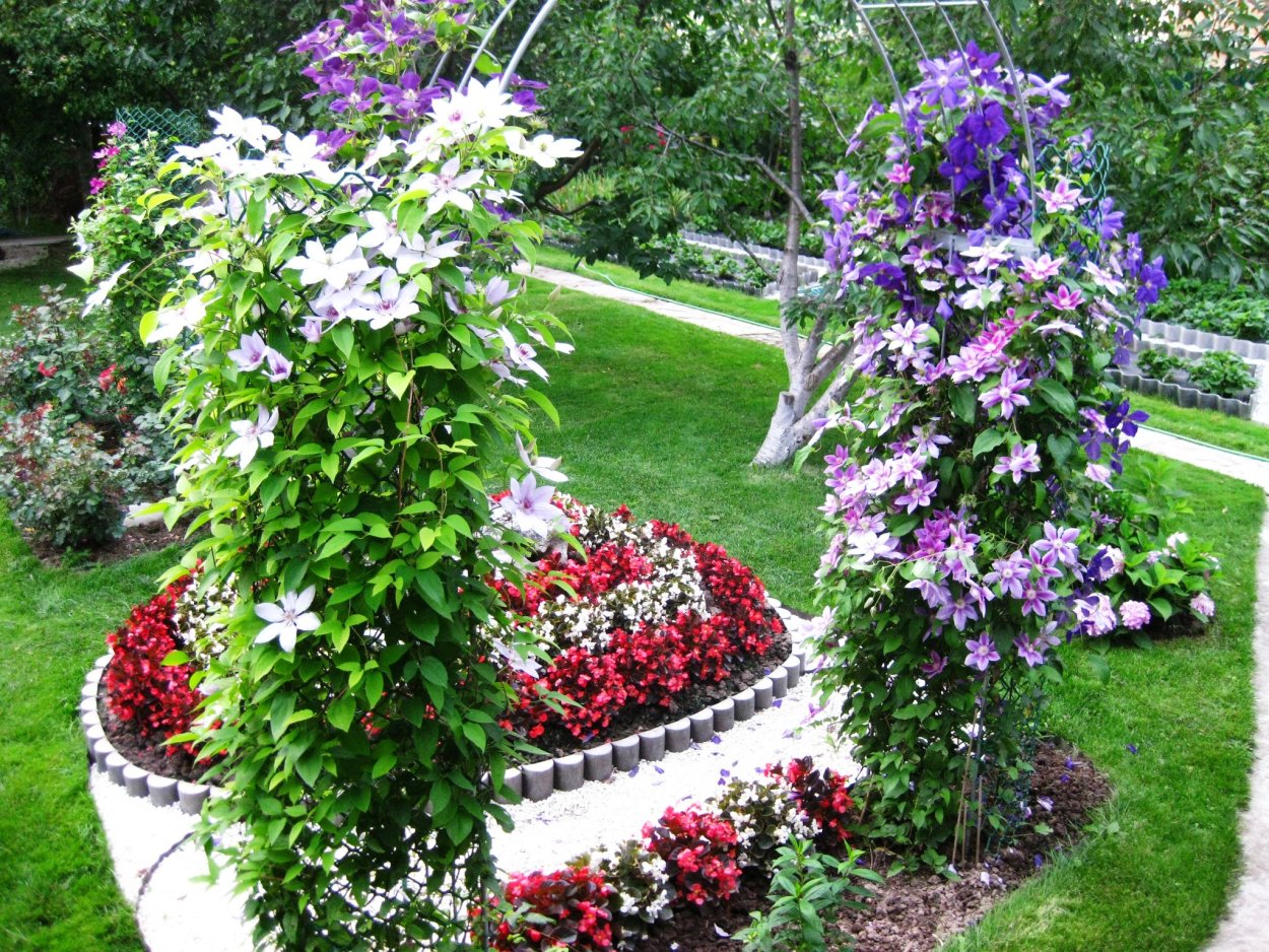 Клематис на перголе