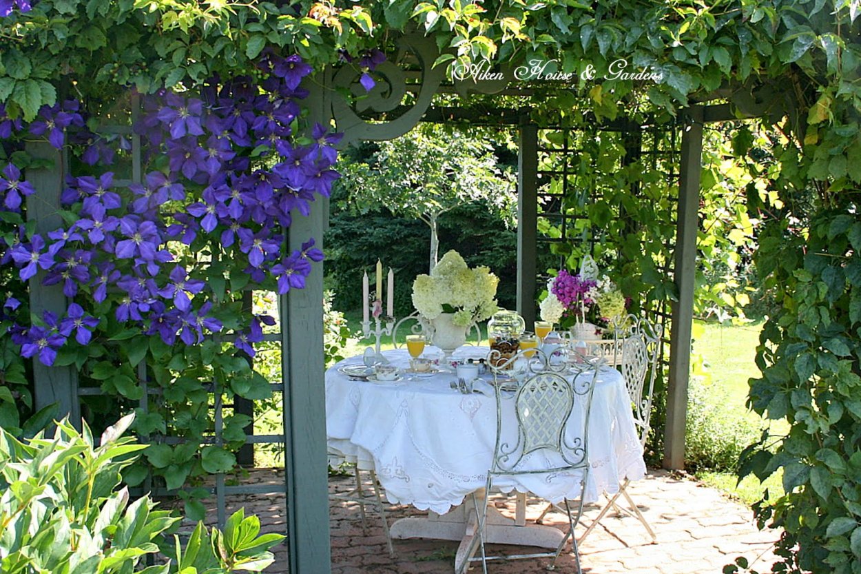 Клематис Ломонос куст