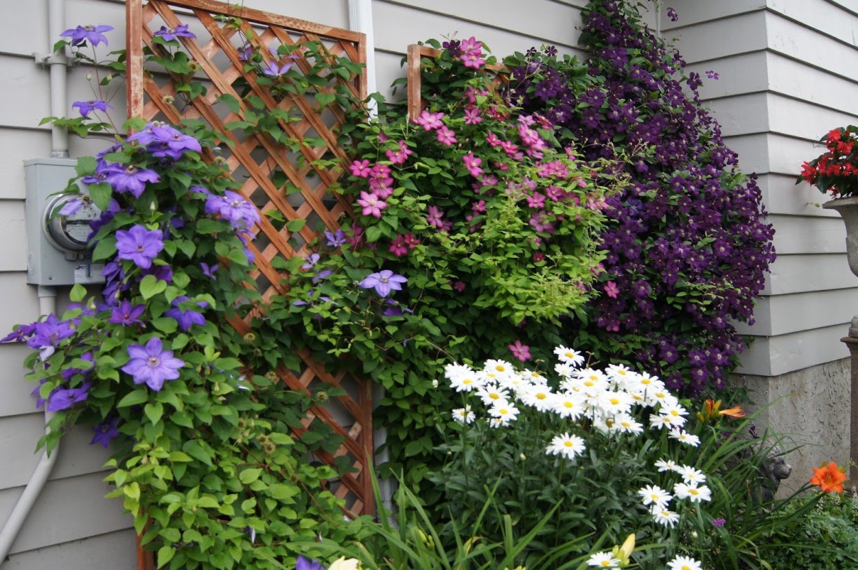 Клематис пирамида