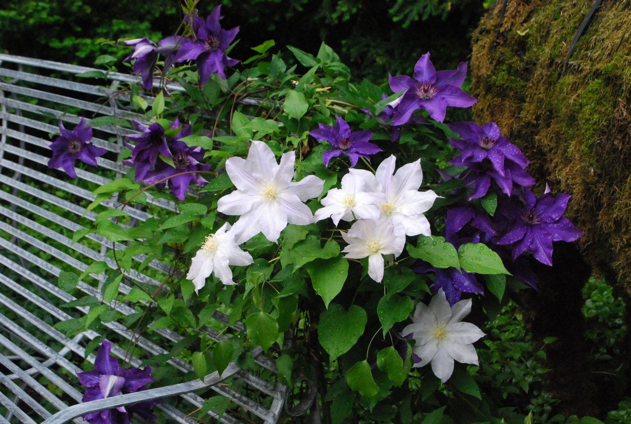 Клематис на перголе