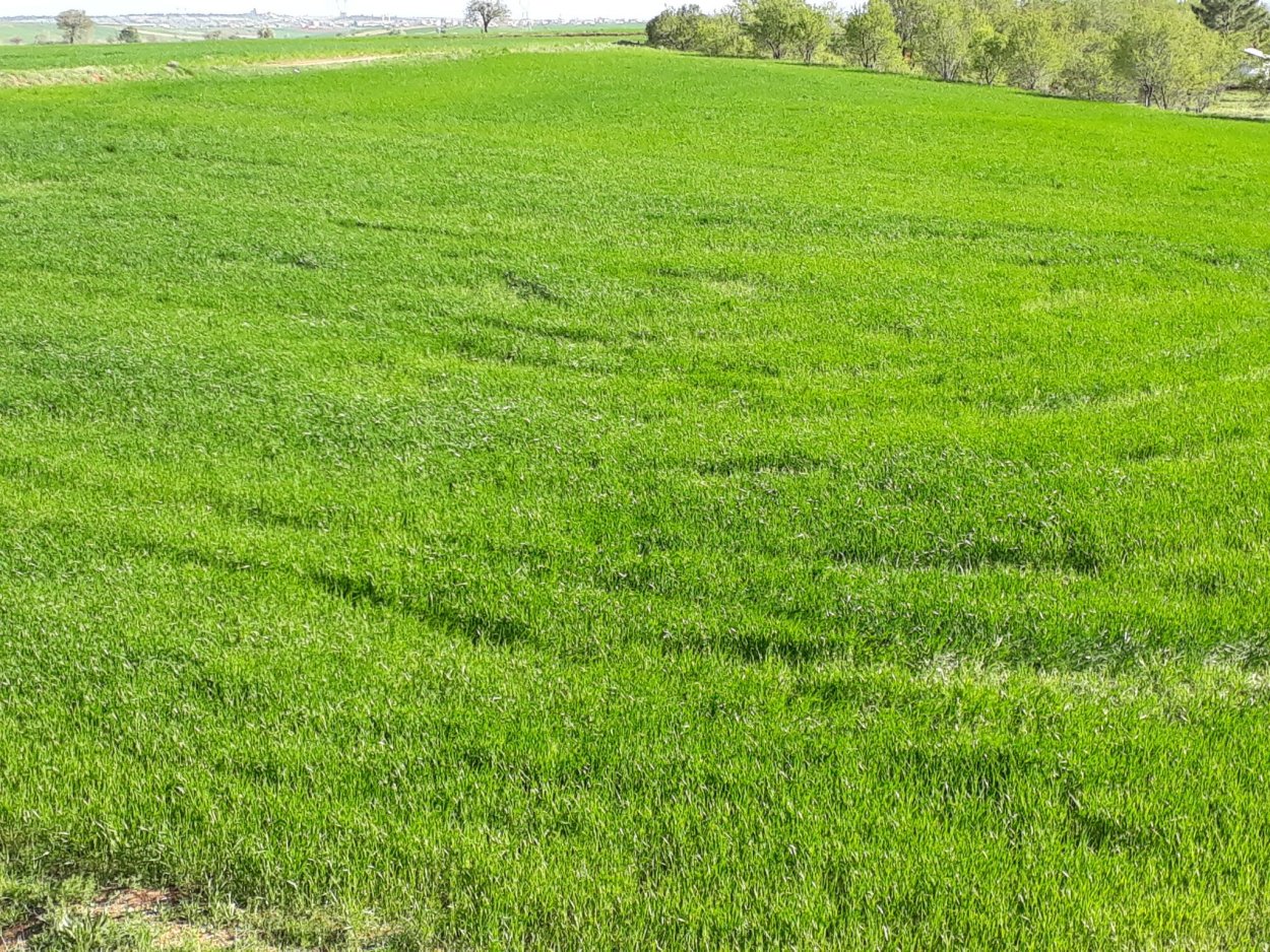 Луговой дерн