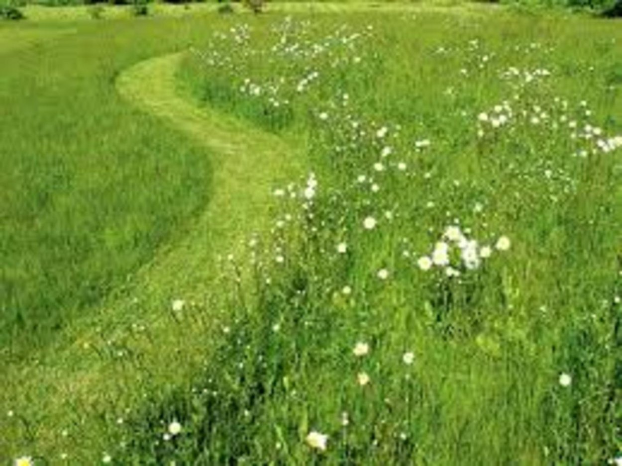 Луговой травостой