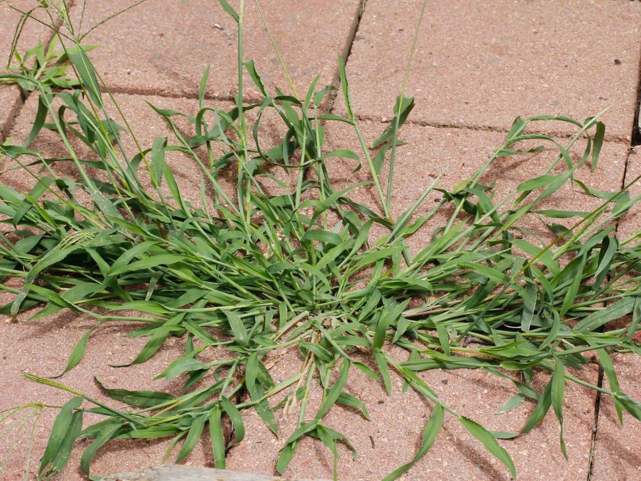 Crabgrass сорняк
