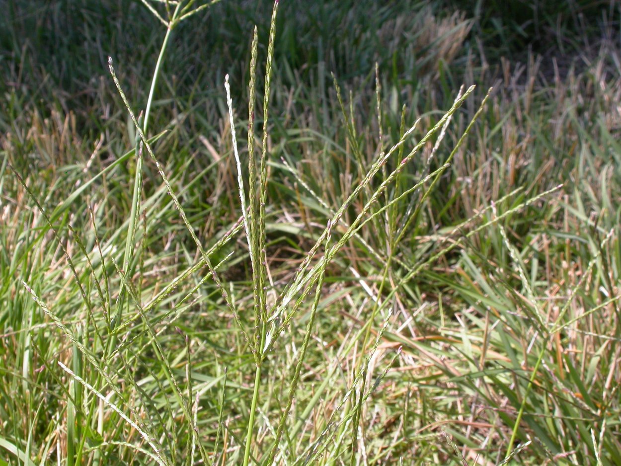 Сорняк Digitaria sanguinalis