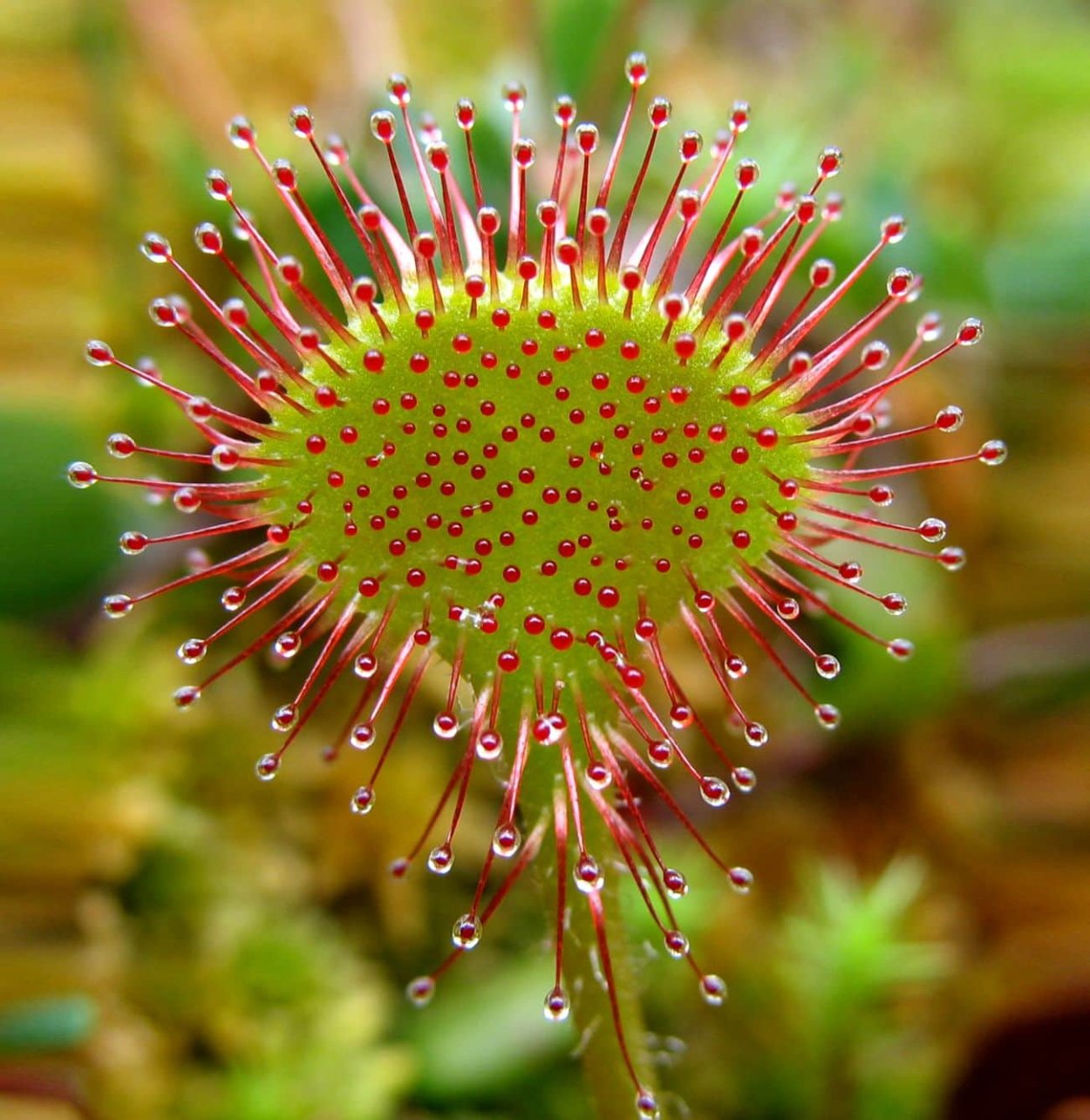 Микромир под микроскопом