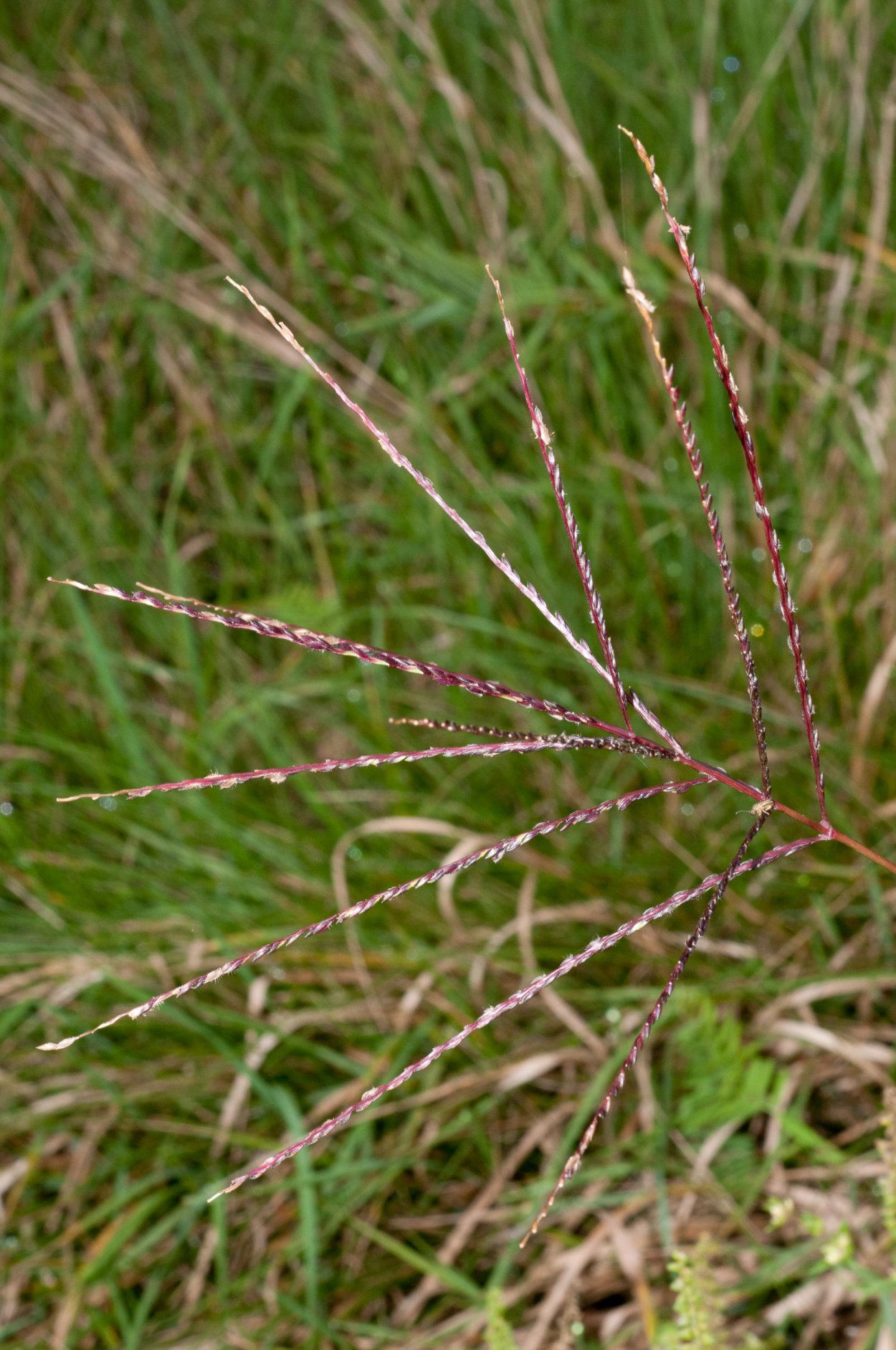 Digitaria росичка