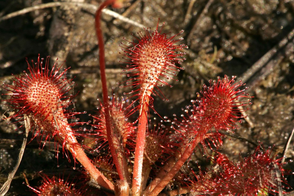 Росянка промежуточная Drosera Intermedia