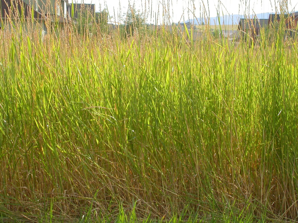 Пырей ползучий (Elymus repens)