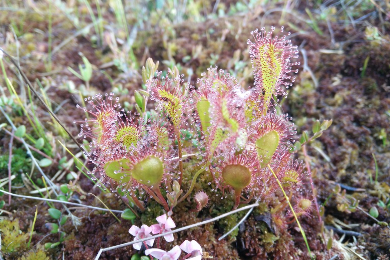 Росянка Капская