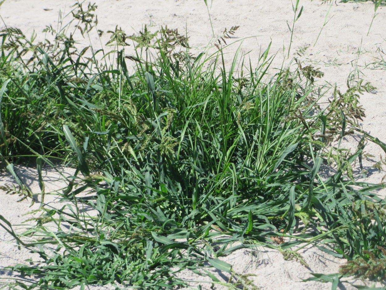 Росичка кроваво-красная