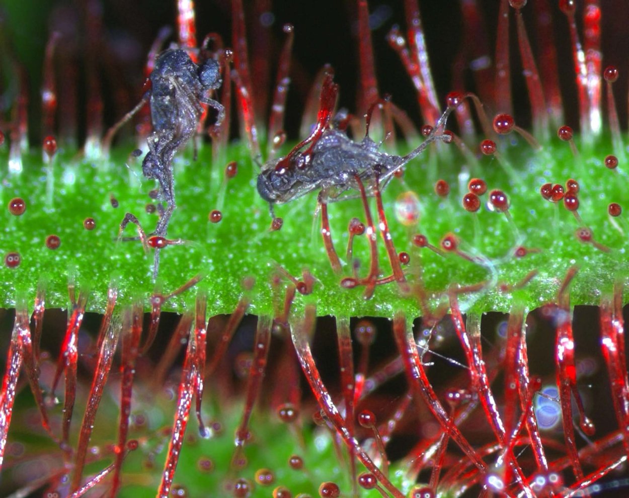 Свинорой пальчатый сорняк