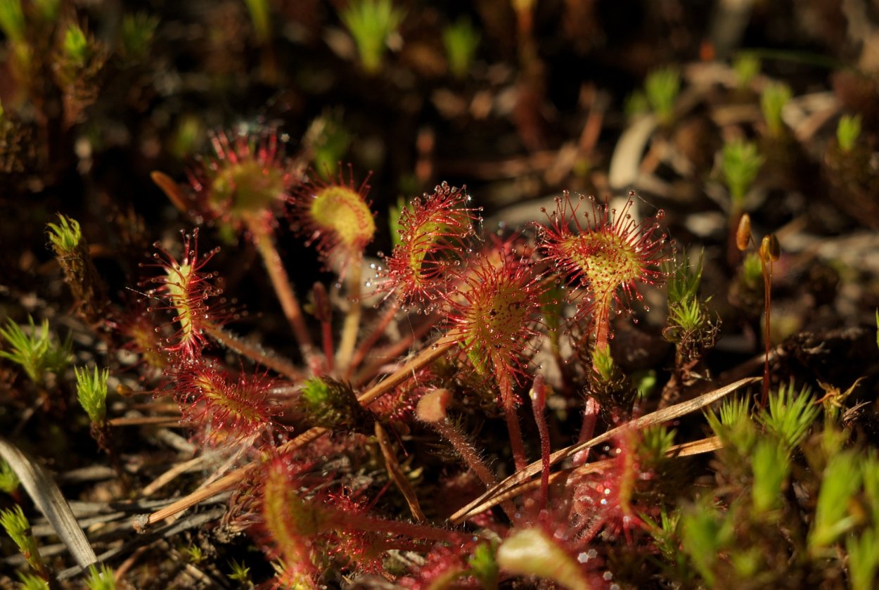 Болотная росянка цветы