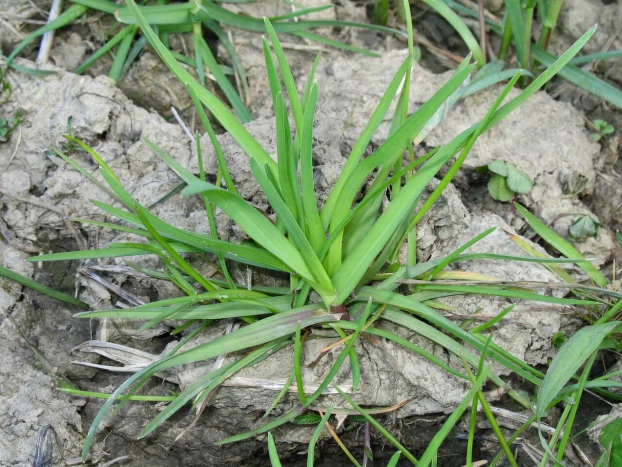 Свинорой пальчатый